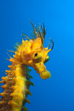 Longsnouted Seahorse, Hippocampus ramulosus, Tamariu, Costa Brava, Mediterranean Sea, Spain