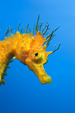 Yellow Longsnouted Seahorse, Hippocampus ramulosus, Tamariu, Costa Brava, Mediterranean Sea, Spain