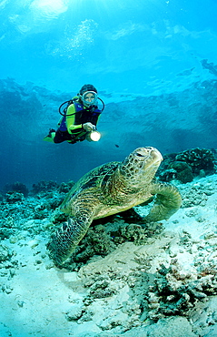 Green Turtle and scuba diver, Chelonia mydas, Malaysia, Pazifik, Pacific ocean, Borneo, Sipadan