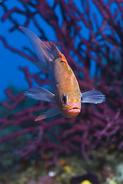 Mediterranean Anthias, Anthias anthias, Pedra de Deu, Medes Islands, Costa Brava, Mediterranean Sea, Spain