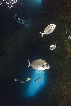 White Bream inside Cave, Diplodus sargus sargus, Dofi South, Medes Islands, Costa Brava, Mediterranean Sea, Spain