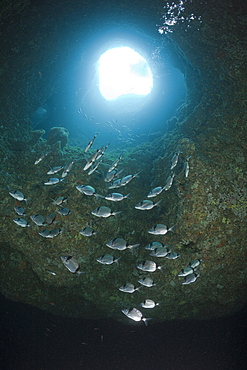 Two-banded Breams inside Cave, Diplodus vulgaris, Dofi South, Medes Islands, Costa Brava, Mediterranean Sea, Spain