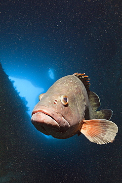 Dusky Grouper inside Cave, Epinephelus marginatus, Dofi North, Medes Islands, Costa Brava, Mediterranean Sea, Spain