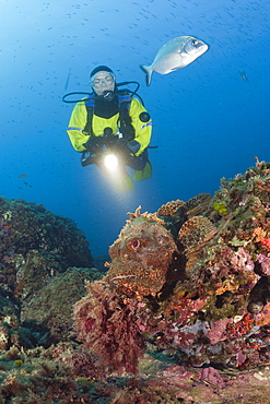 Scuba Diver and Great Rockfish, Scorpaena scrofa, Les Ferranelles, Medes Islands, Costa Brava, Mediterranean Sea, Spain