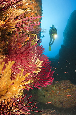 Scuba Divng at Medes Islands, Carall Bernat, Costa Brava, Mediterranean Sea, Spain