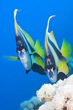 Red Sea Bannerfish, Heniochus intermedius, Elphinestone Reef, Red Sea, Egypt