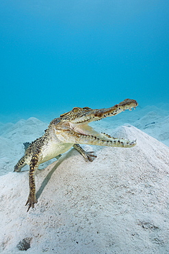 Saltwater Crocodile, Crocodylus porosus, Queensland, Australia