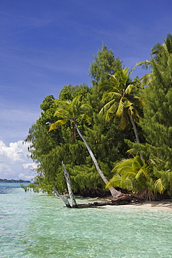 Palm-lined Beach at Palau, Micronesia, Palau