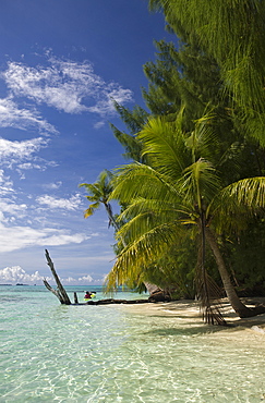 Palm-lined Beach at Palau, Micronesia, Palau