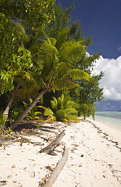 Palm-lined Beach at Palau, Micronesia, Palau