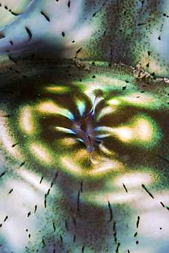 Mantle of Giant Clam, Tridacna Squamosa, Micronesia, Palau