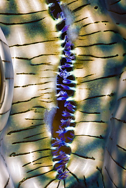 Mantle of Giant Clam, Tridacna Squamosa, Micronesia, Palau