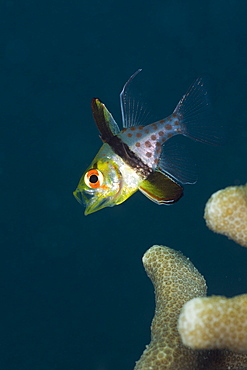 Pyjama Cardinalfish, Sphaeramia nematoptera, Micronesia, Palau