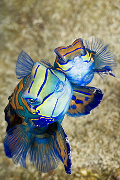 Mating Mandarinfish, Syhchiropus splendidus, Micronesia, Palau