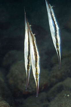 Striped Razorfish, Aeoliscus strigatus, Short Dropoff, Micronesia, Palau