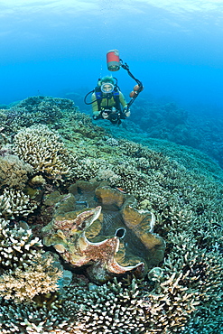 Diver and Giant Clam, Tridacna Squamosa, Micronesia, Palau