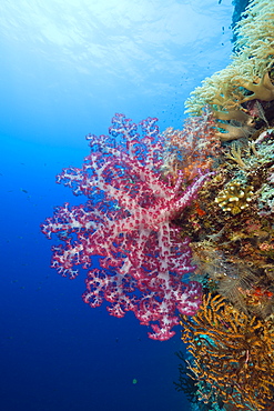 Red Soft Coral, Dendronephthya, Siaes Wall, Micronesia, Palau