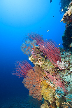 Reef rich in Species, Siaes Wall, Micronesia, Palau