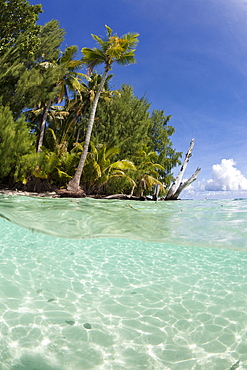 Palm-lined Beach and Lagoon, Micronesia, Palau