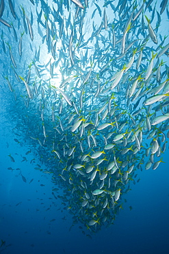 Shoal of Robust Fusilier, Caesio cuning, German Channel, Micronesia, Palau