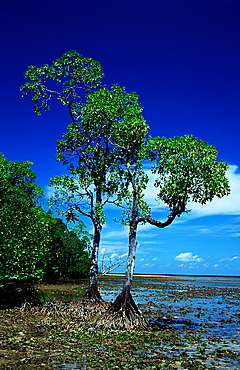 Mangroves island, Papua New Guinea, Neu Irland, New Ireland