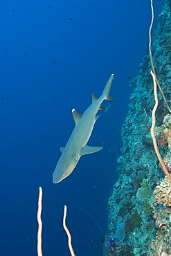 Whitetip Reef Shark, Triaenodon obesus, Blue Corner, Micronesia, Palau