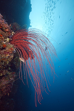 Red Whip Corals, Ellisella ceratophyta, Peleliu Wall, Micronesia, Palau