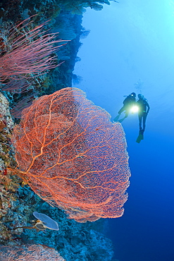 Giant Sea Fan and Diver, Annella mollis, Peleliu Wall, Micronesia, Palau