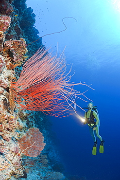 Red Whip Corals and Diver, Ellisella ceratophyta, Peleliu Wall, Micronesia, Palau