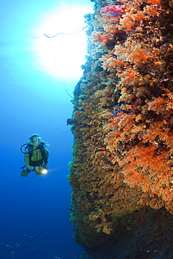 Diver and Soft Corals on Wall, Nephtea, Peleliu Wall, Micronesia, Palau