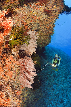 Soft Corals on Wall and Diver, Nephtea, Peleliu Wall, Micronesia, Palau