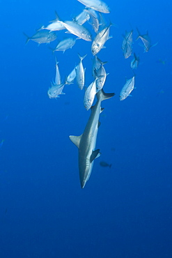 Jackfishes edge Grey Reef Shark, Carcharhinus amblyrhynchos, Blue Corner, Micronesia, Palau