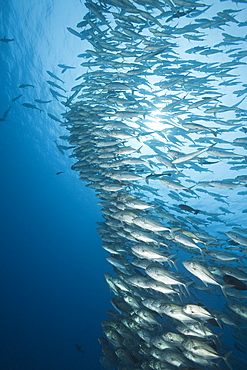 Bigeye Trevally schooling, Caranx sexfasciatus, Blue Corner, Micronesia, Palau