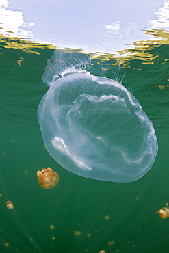 Giant Moon Jellyfish in Jellyfish Lake, Aurita aurita, Jellyfish Lake, Micronesia, Palau