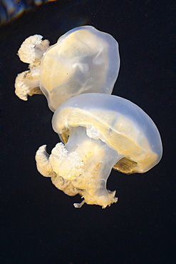 Jellyfish in Marine Lake, Mastigias papua etpisonii, Jellyfish Lake, Micronesia, Palau