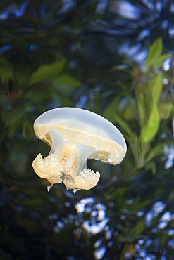 Jellyfish in Marine Lake, Mastigias papua etpisonii, Jellyfish Lake, Micronesia, Palau