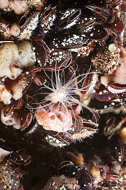 Anemone sit on Clams, Entacmaea medusivora, Jellyfish Lake, Micronesia, Palau