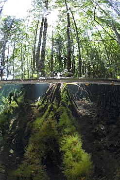 Splitimage of Mangrove, Jellyfish Lake, Micronesia, Palau