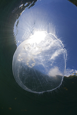 Moon Jellyfish, Aurita aurita, Jellyfish Lake, Micronesia, Palau