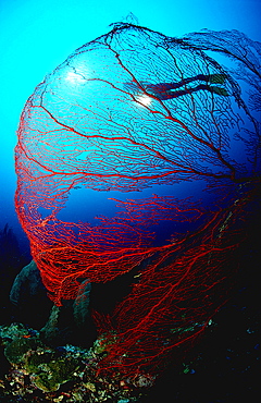 Scuba diver and gorgonian coral, Papua New Guinea, Neu Britannien, New Britain