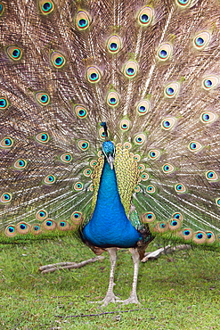 Blue Peafowl, Pavo christatus