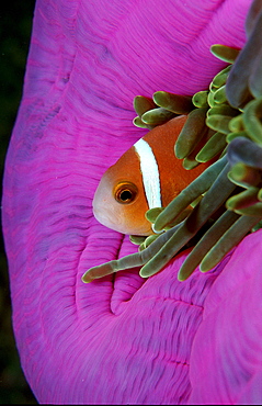 Anemone fishes, Amphiprion nigripes, Maldives Island, Indian Ocean, Ari Atol, Maayafushi