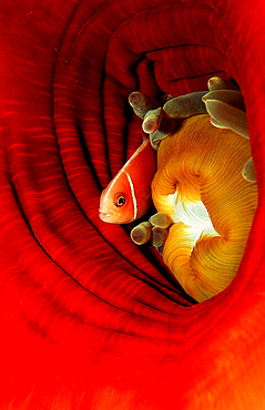 Pink anemonefish, Amphiprion perideraion, Papua New Guinea, Pacific ocean