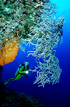 Scuba diver and sponge, Papua New Guinea, Pacific ocean