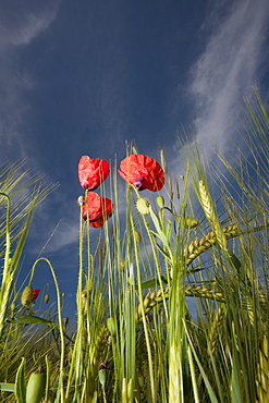 Red Poppy in Corn Field, Papaver rhoeas, Munich, Bavaria, Germany