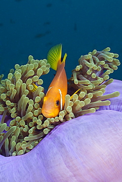 Maldives Anemonefish in Magnificent Anemone, Amphiprion nigripes, Heteractis magnifica, North Ari Atoll, Maldives