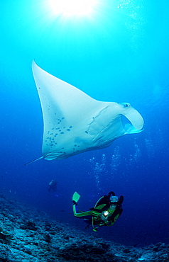 Manta ray and scuba diver, Manta birostris, Maldives Island, Indian Ocean, Ari Atol