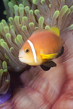 Maldive Anemonefish in Magnificent Anemone, Amphiprion nigripes, Heteractis magnifica, Kandooma Caves, South Male Atoll, Maldives