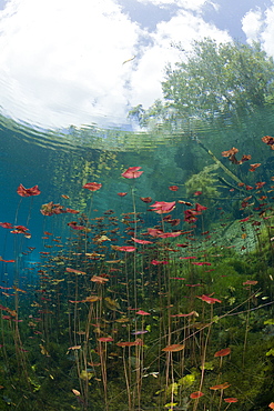 Water Lilies in Car Wash Cenote Aktun Ha, Tulum, Yucatan Peninsula, Mexico