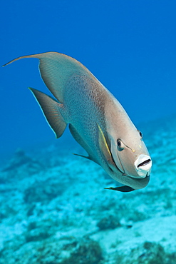 Gray Angelfish, Pomacanthus arcuatus, Cozumel, Caribbean Sea, Mexico